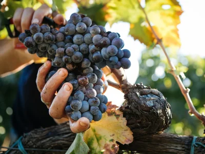 Hands holding a large bunch of ripe dark grapes on a sunlit vineyard vine