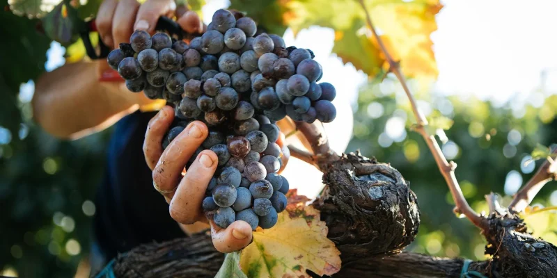 Hands holding a large bunch of ripe dark grapes on a sunlit vineyard vine
